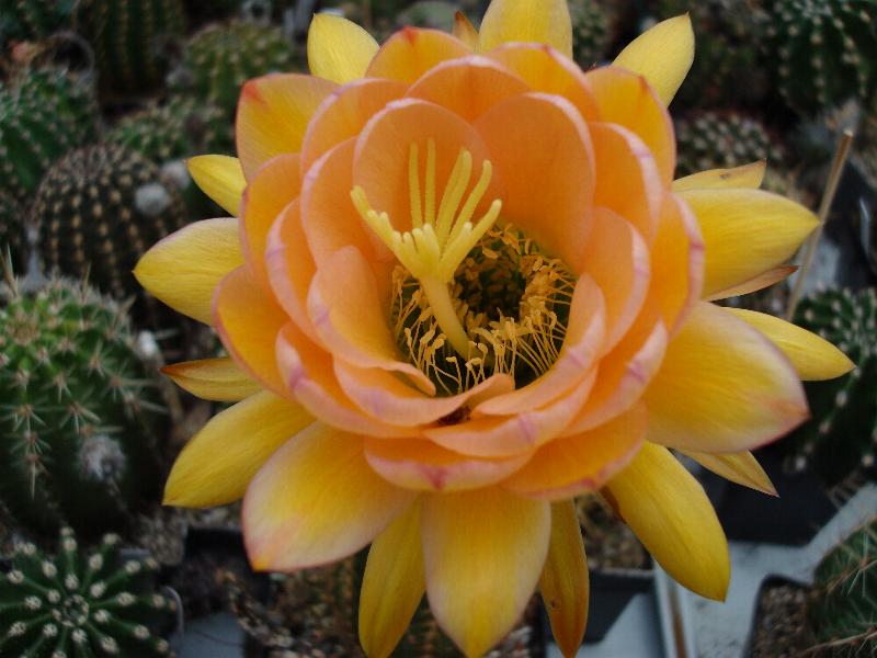 TH (Gr. Freude x Tr. vatteri) X Abendrot 4.1.jpg 